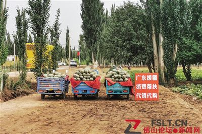 南海龙狮文化绽放南疆